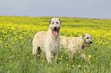IRISH WOLFHOUND 055